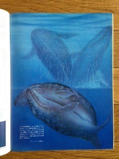 f:id:ohnosakiko:20130712110201j:image
