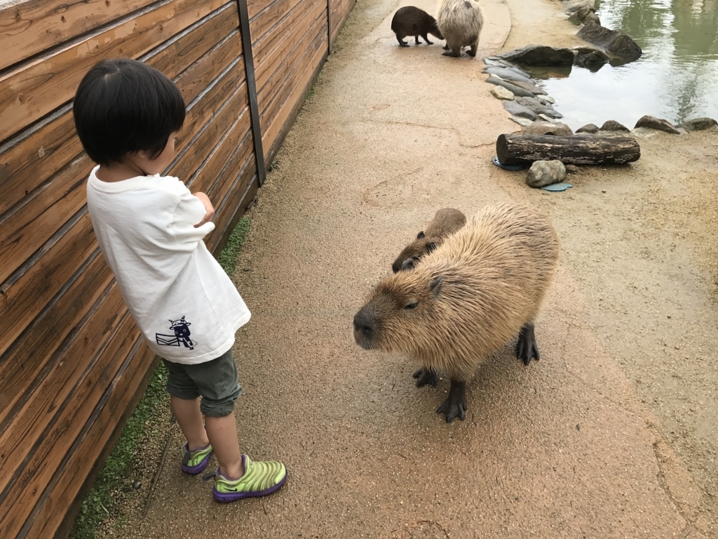 f:id:ohsera-subaru:20170829160546j:plain f:id:ohsera-subaru:20170829160546j:plain