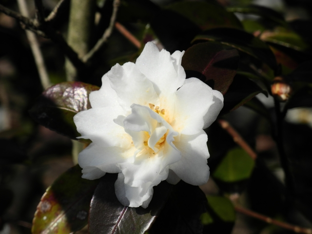 f:id:ohsuminaoto:20110227125501j:image