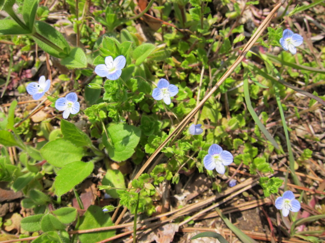 f:id:ohsuminaoto:20110410123657j:image