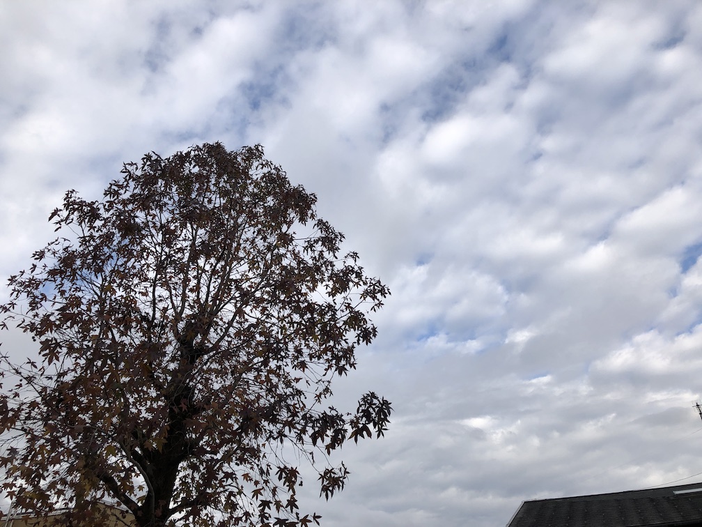 f:id:ohta-n-arbor:20201210224443j:plain