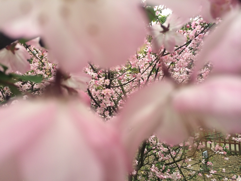 f:id:ohtanao21:20150329094324j:plain f:id:ohtanao21:20150329094324j:plain