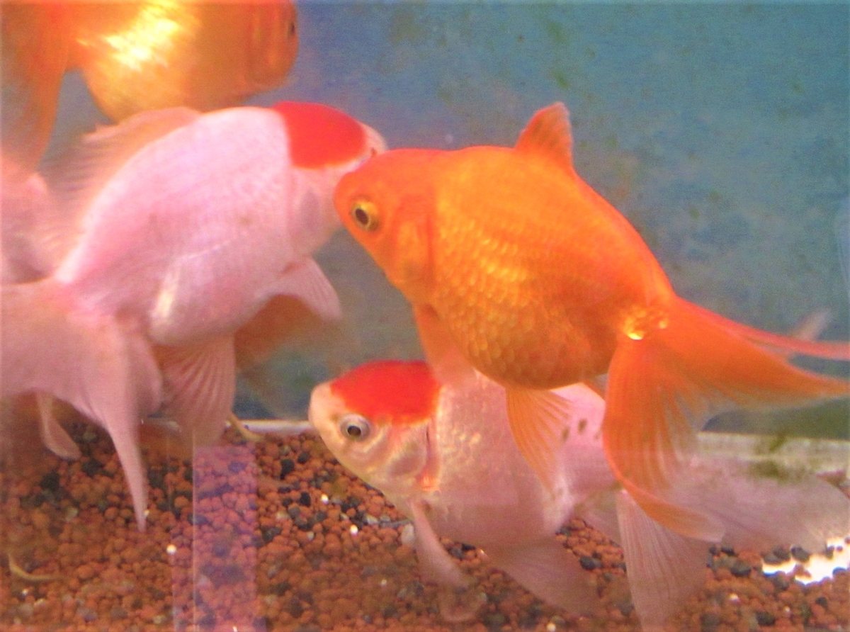 金魚に癒されています 老い寅親爺の写真日記 金魚に癒されています 老い寅親爺の写真日記