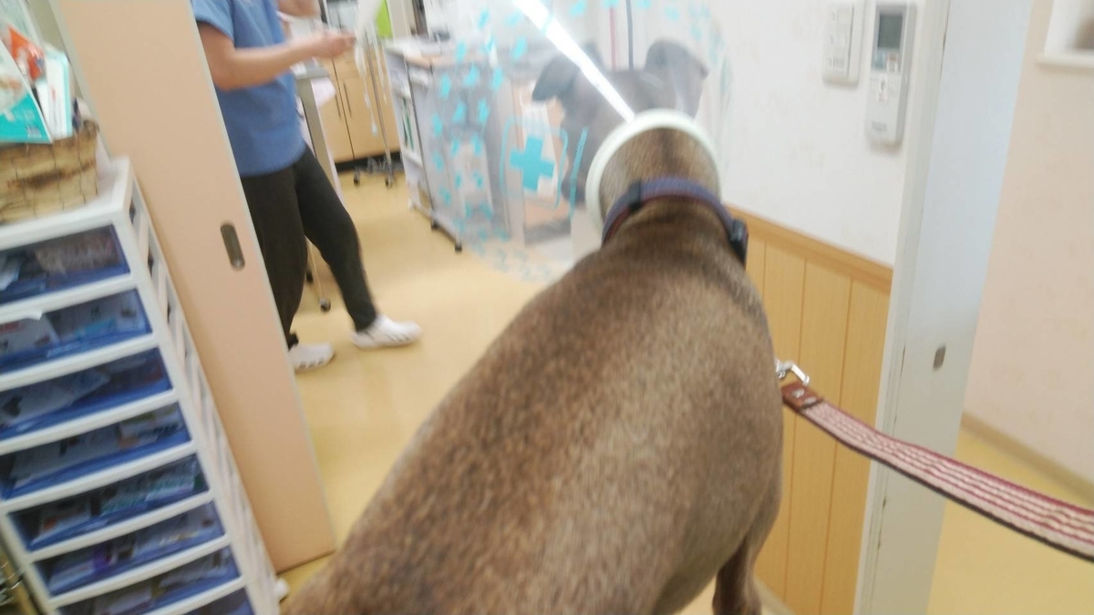 外来種天国霞水系 ﾆｼｶﾜﾏﾝ