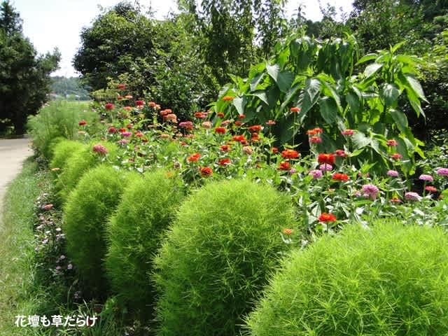 花壇は草取りもままならずですねー。
