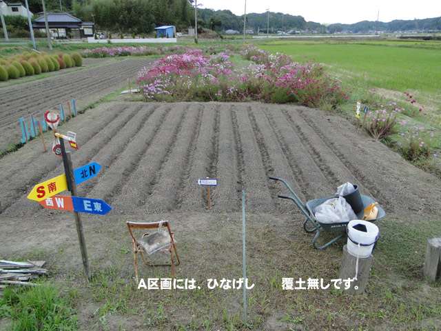A区画はひなげしの花を咲かせます。