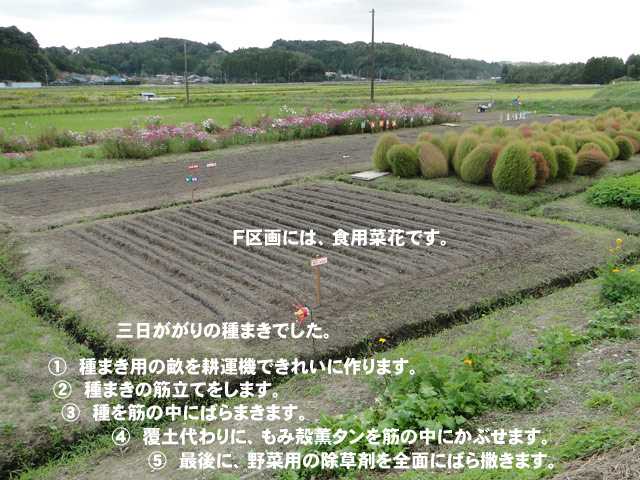 三日がかりの種まきです。