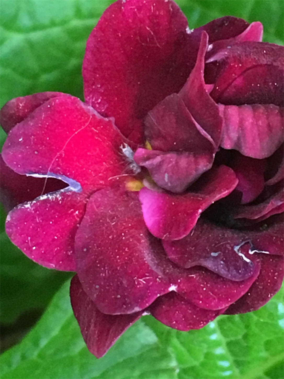 f:id:oichiro:20180514211522j:image f:id:oichiro:20180514211522j:image
