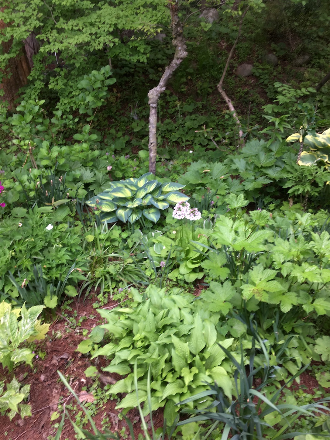 f:id:oichiro:20180514211612j:image f:id:oichiro:20180514211612j:image
