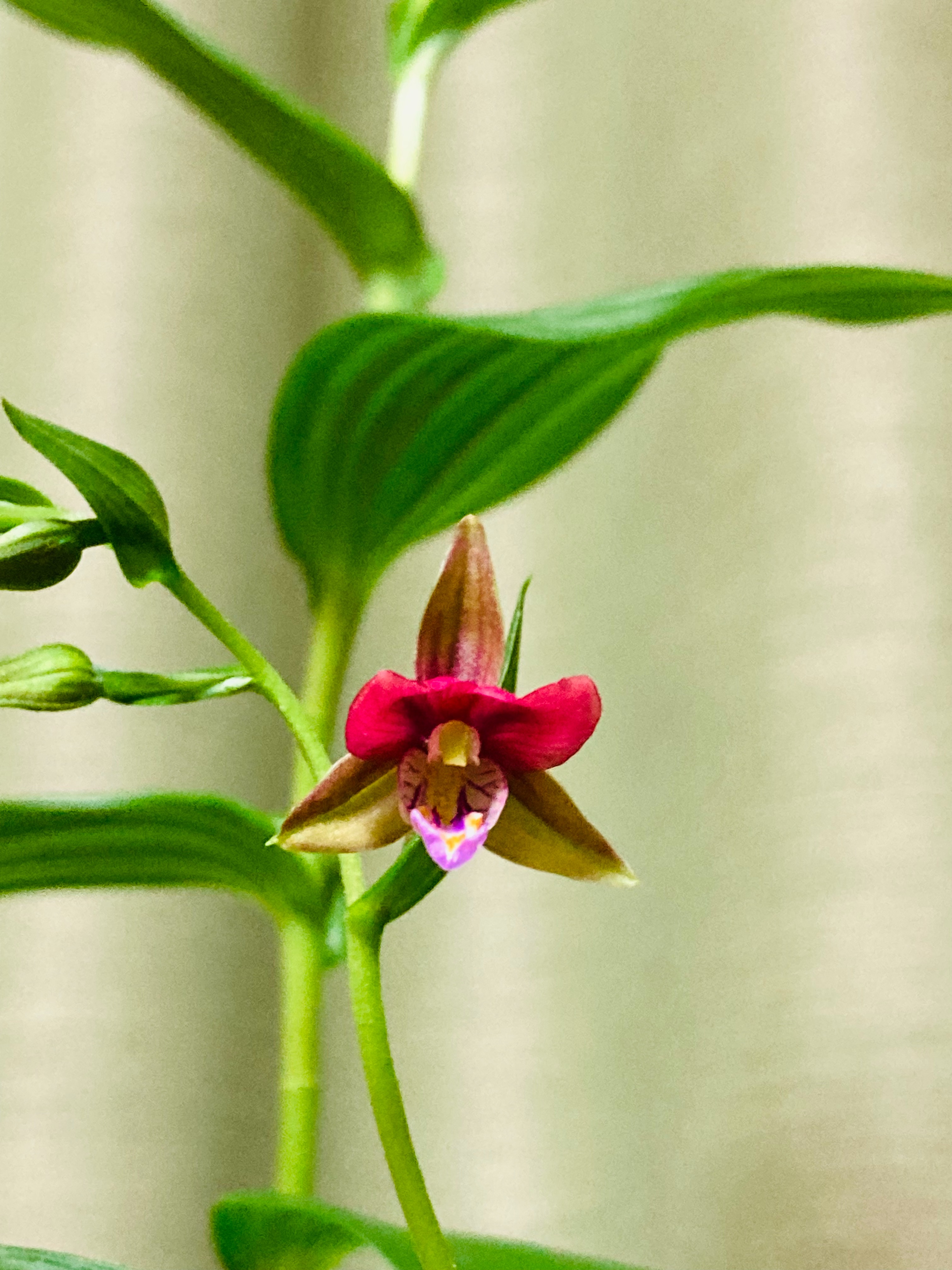 山野草◇赤花カキラン 加賀の緋◇花1 山野草赤花カキラン加賀 山野草　赤花　カキラン　加賀の緋　花芽有り　１芽　１ｐ