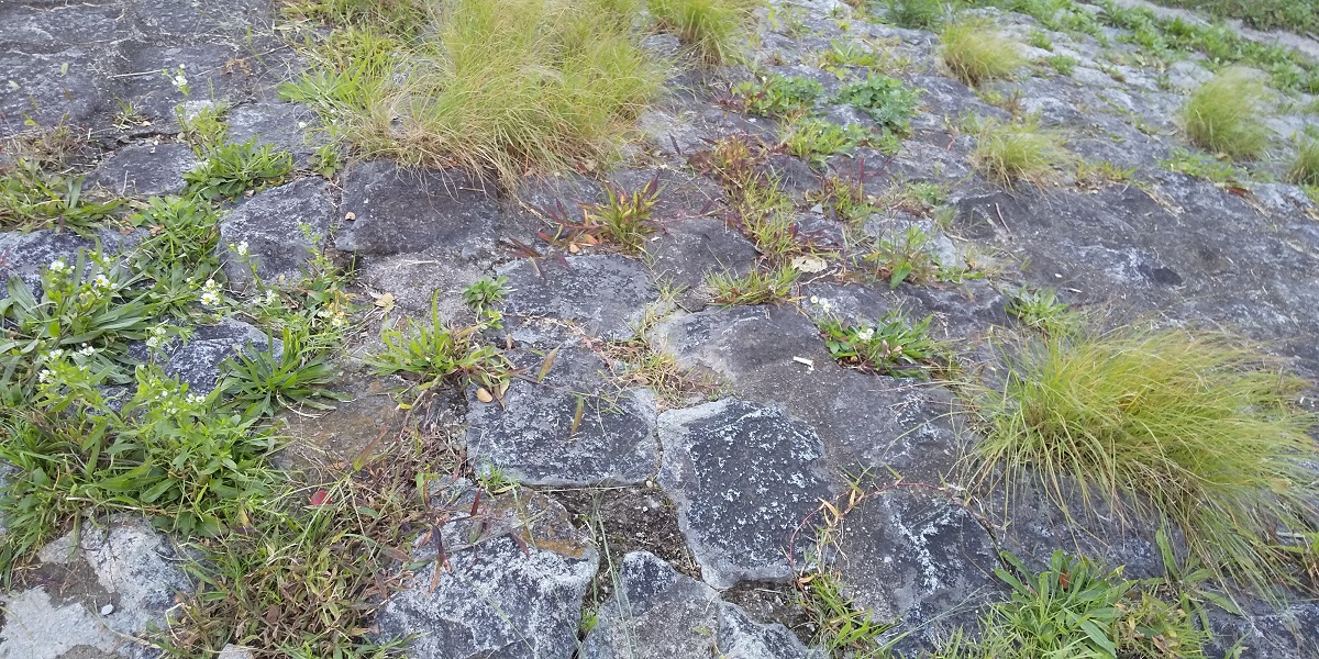 f:id:oidon00:20191114162725j:plain f:id:oidon00:20191114162725j:plain