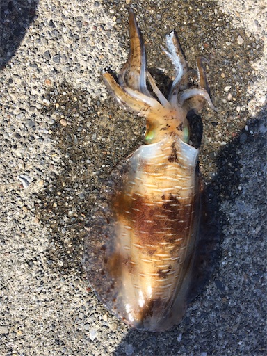 f:id:oimako0121:20170603181337j:image