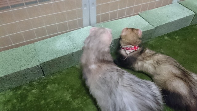 f:id:oimako0121:20180323221617j:image f:id:oimako0121:20180323221617j:image