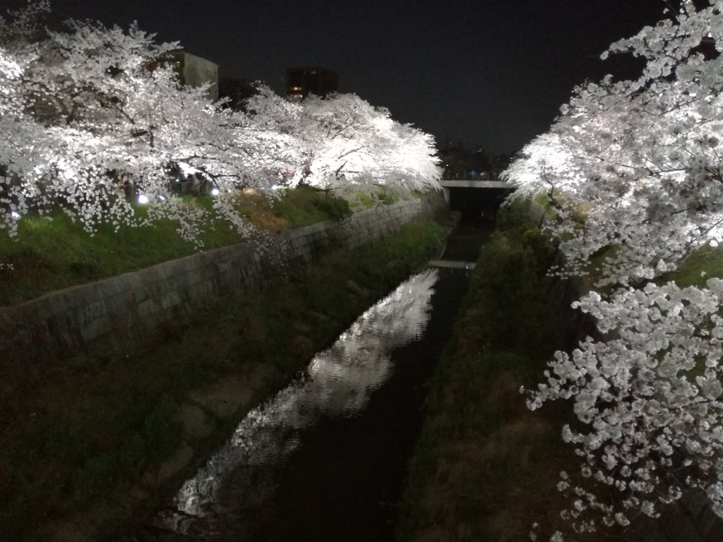 山崎川の夜桜