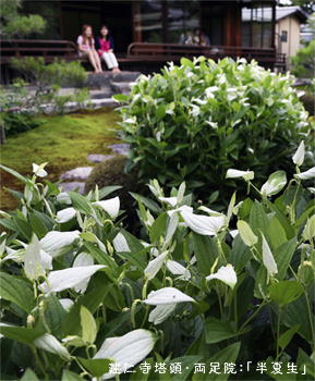 f:id:oinaijp:20190617102406j:plain