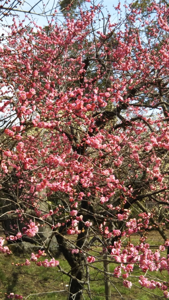 f:id:oinor-i:20180304174733j:plain