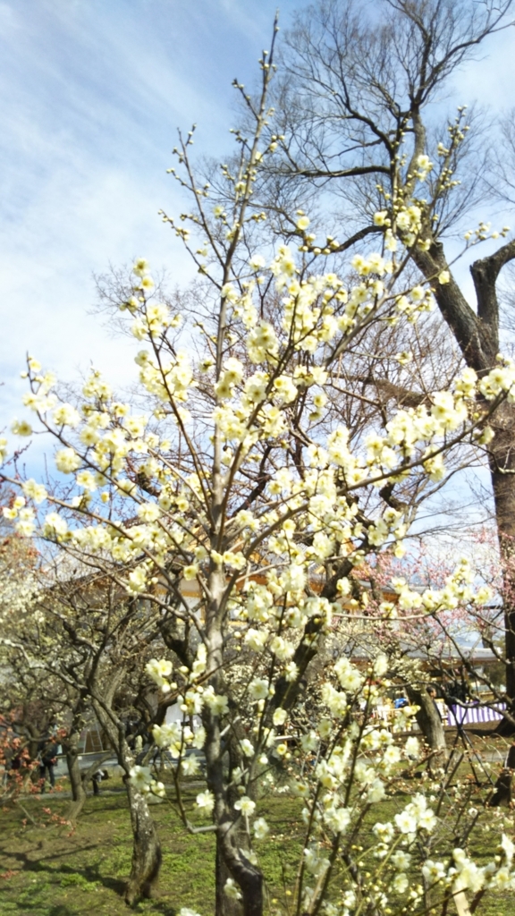 f:id:oinor-i:20180304174753j:plain