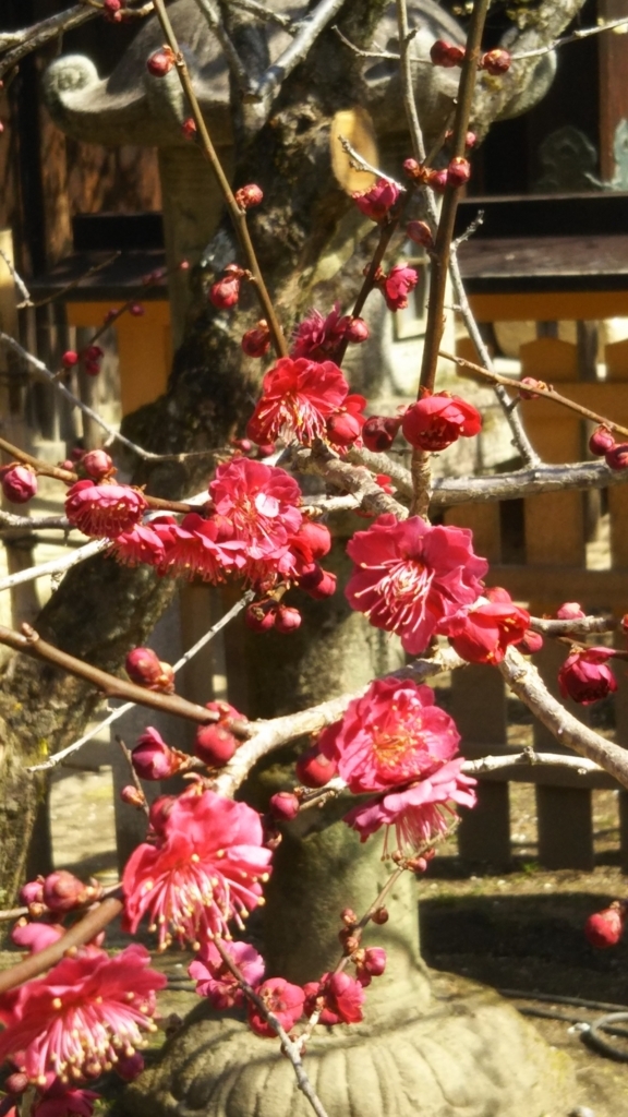 f:id:oinor-i:20180305084441j:plain