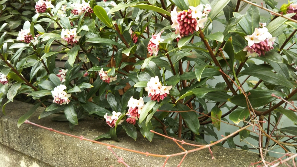 f:id:oinor-i:20180308092759j:plain