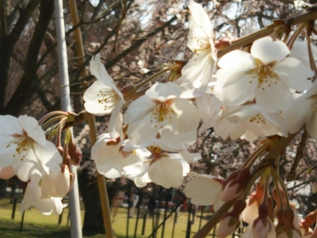 f:id:oinor-i:20180329091654j:plain f:id:oinor-i:20180329091654j:plain