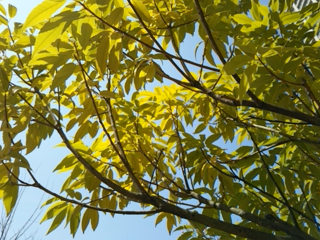 f:id:oinor-i:20180404085200j:plain