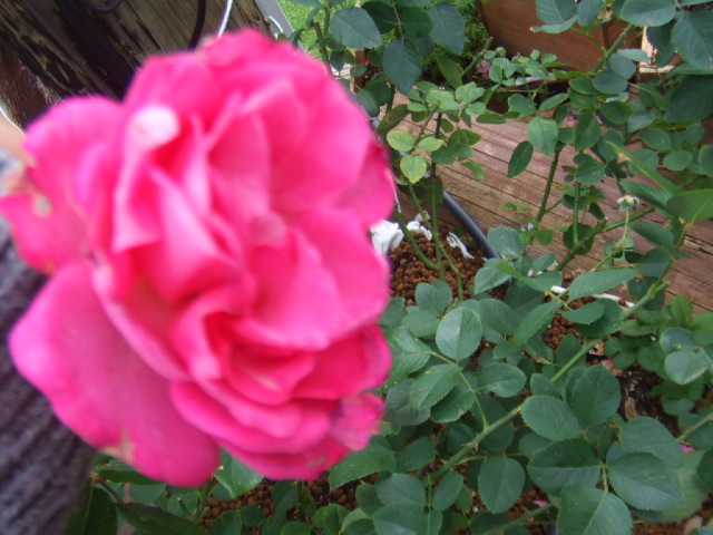 f:id:oinor-i:20180430120954j:plain f:id:oinor-i:20180430120954j:plain
