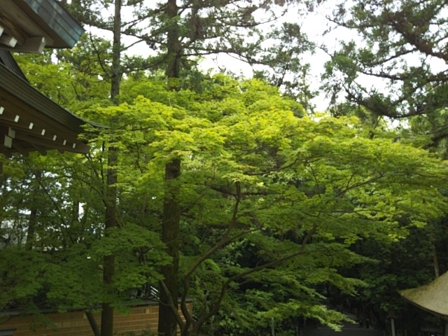 f:id:oinor-i:20180529204606j:plain