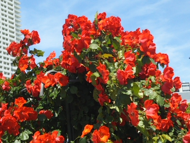 f:id:oinor-i:20180610151420j:plain f:id:oinor-i:20180610151420j:plain