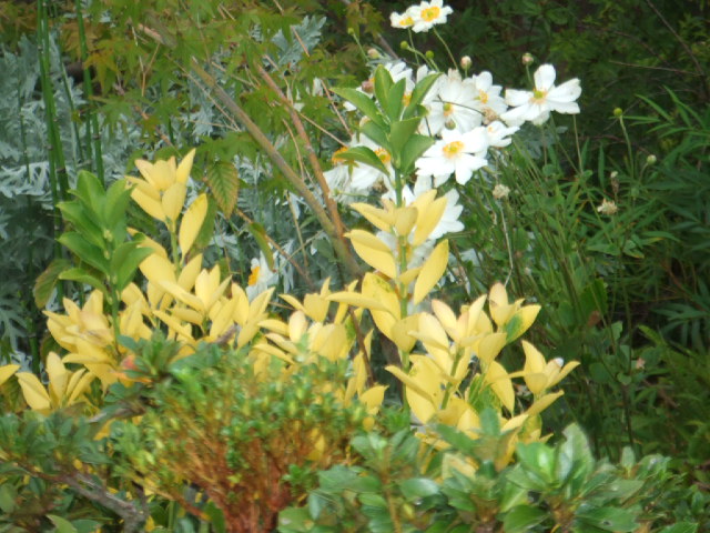 f:id:oinor-i:20181009114523j:plain