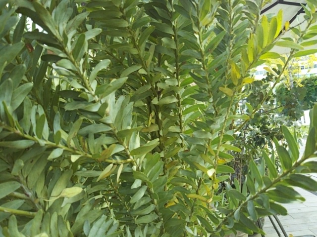 f:id:oinor-i:20181104130355j:plain f:id:oinor-i:20181104130355j:plain