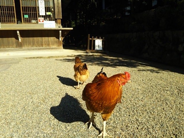 f:id:oinor-i:20181108141202j:plain