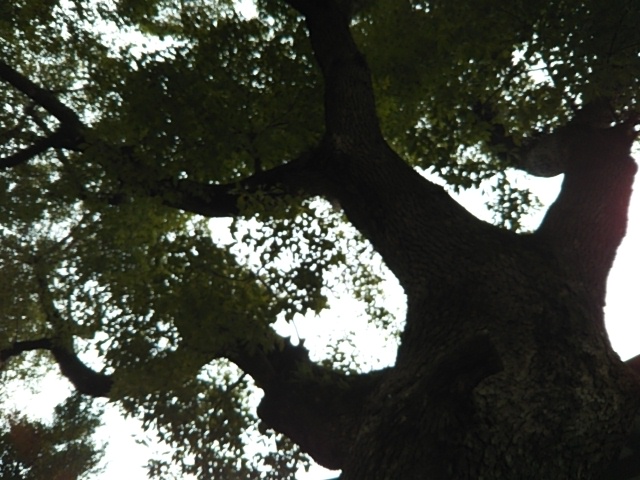 f:id:oinor-i:20190214140250j:plain