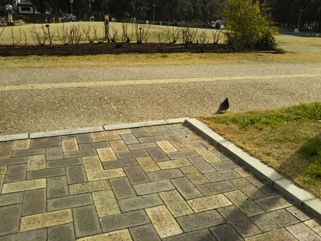 f:id:oinor-i:20190301143227j:plain