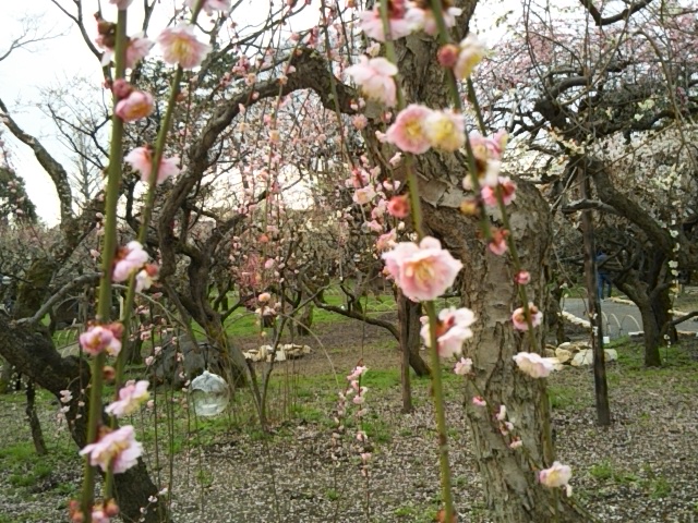 f:id:oinor-i:20190319111118j:plain