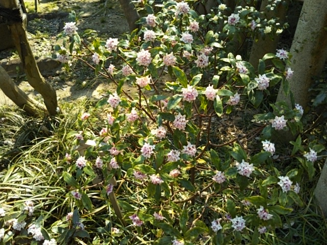 f:id:oinor-i:20190321123407j:plain
