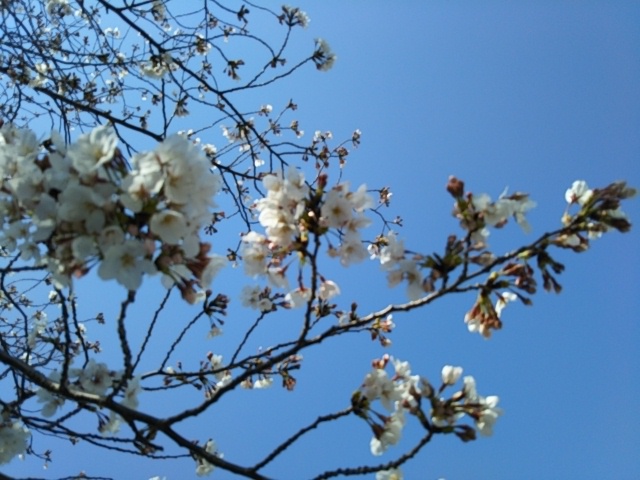 f:id:oinor-i:20190405103155j:plain f:id:oinor-i:20190405103155j:plain