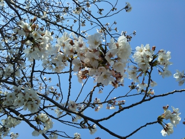 f:id:oinor-i:20190405103314j:plain f:id:oinor-i:20190405103314j:plain