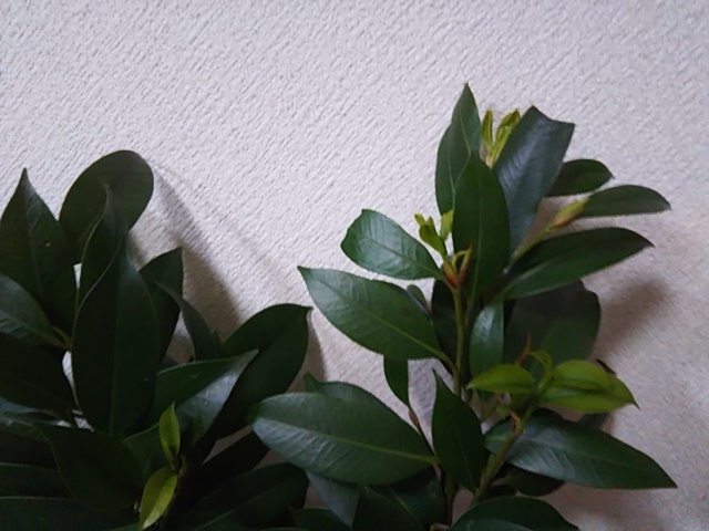 f:id:oinor-i:20190411170111j:plain f:id:oinor-i:20190411170111j:plain