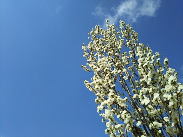 f:id:oinor-i:20190416102646j:plain f:id:oinor-i:20190416102646j:plain