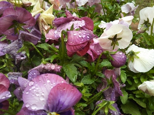 f:id:oinor-i:20190501105256j:plain