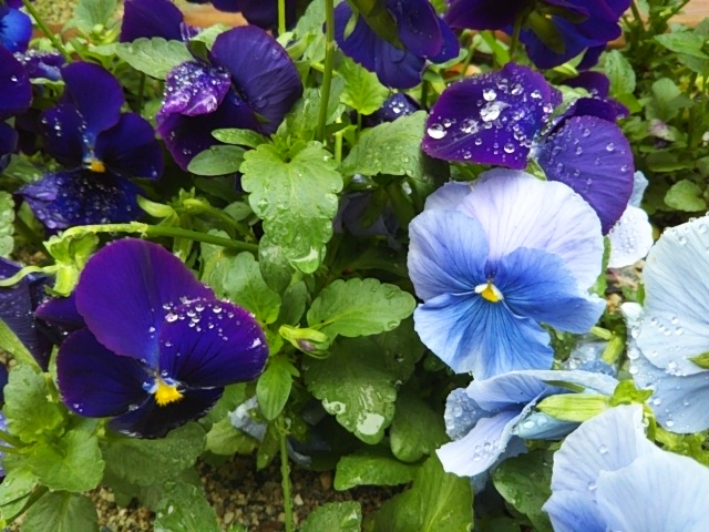 f:id:oinor-i:20190501105323j:plain