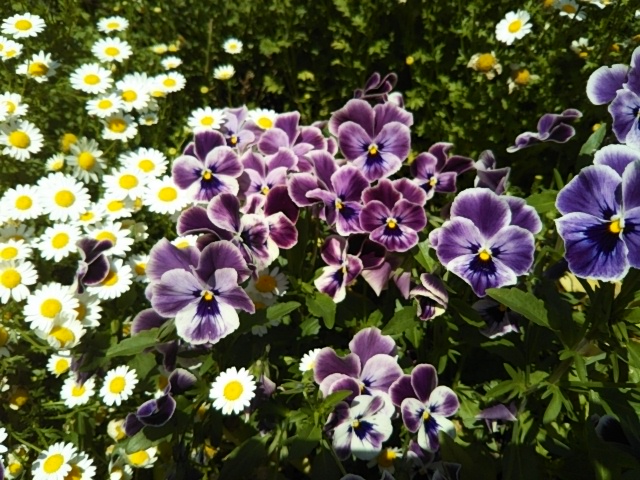 f:id:oinor-i:20190507113847j:plain