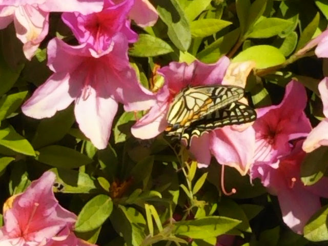 f:id:oinor-i:20190507113939j:plain f:id:oinor-i:20190507113939j:plain