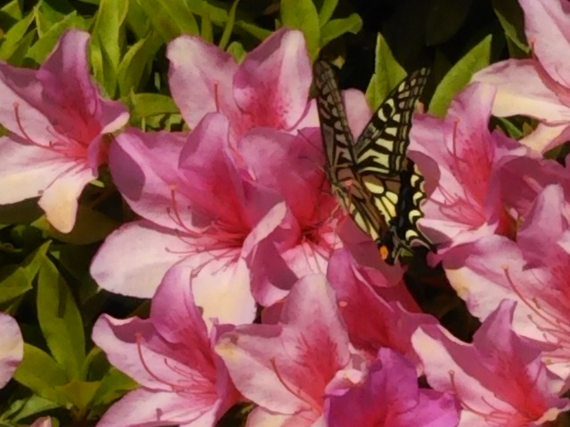 f:id:oinor-i:20190507114014j:plain f:id:oinor-i:20190507114014j:plain