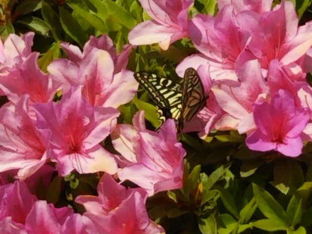 f:id:oinor-i:20190507114054j:plain f:id:oinor-i:20190507114054j:plain