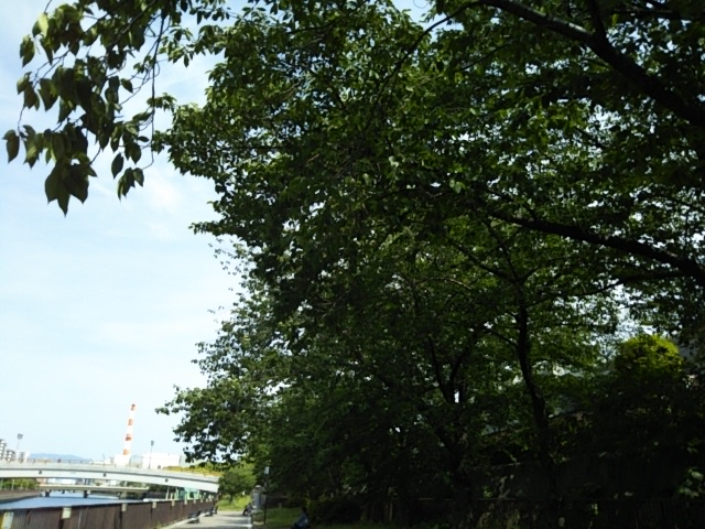 f:id:oinor-i:20190531122715j:plain