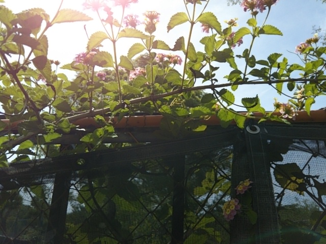 f:id:oinor-i:20190531122818j:plain