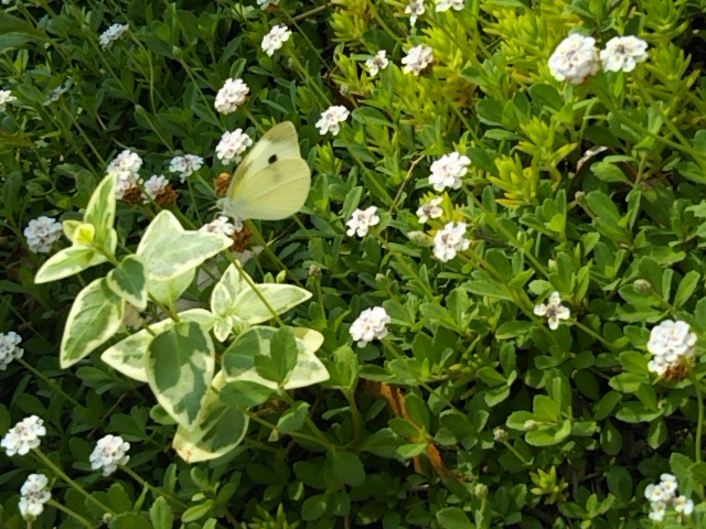 f:id:oinor-i:20190606120136j:plain