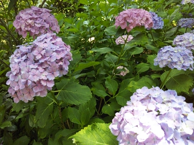 f:id:oinor-i:20190609125248j:plain