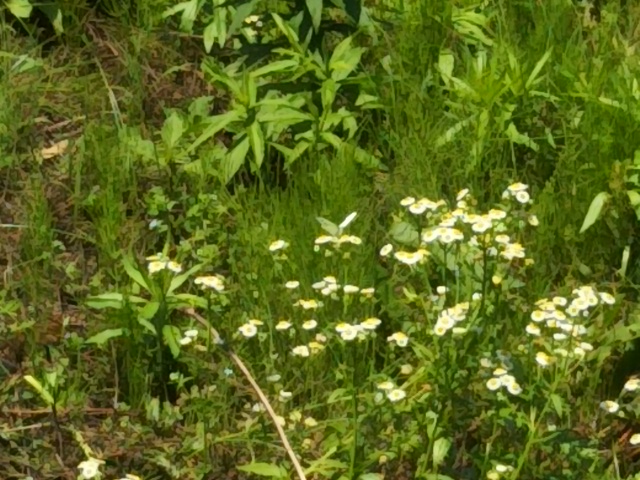 f:id:oinor-i:20190613145825j:plain